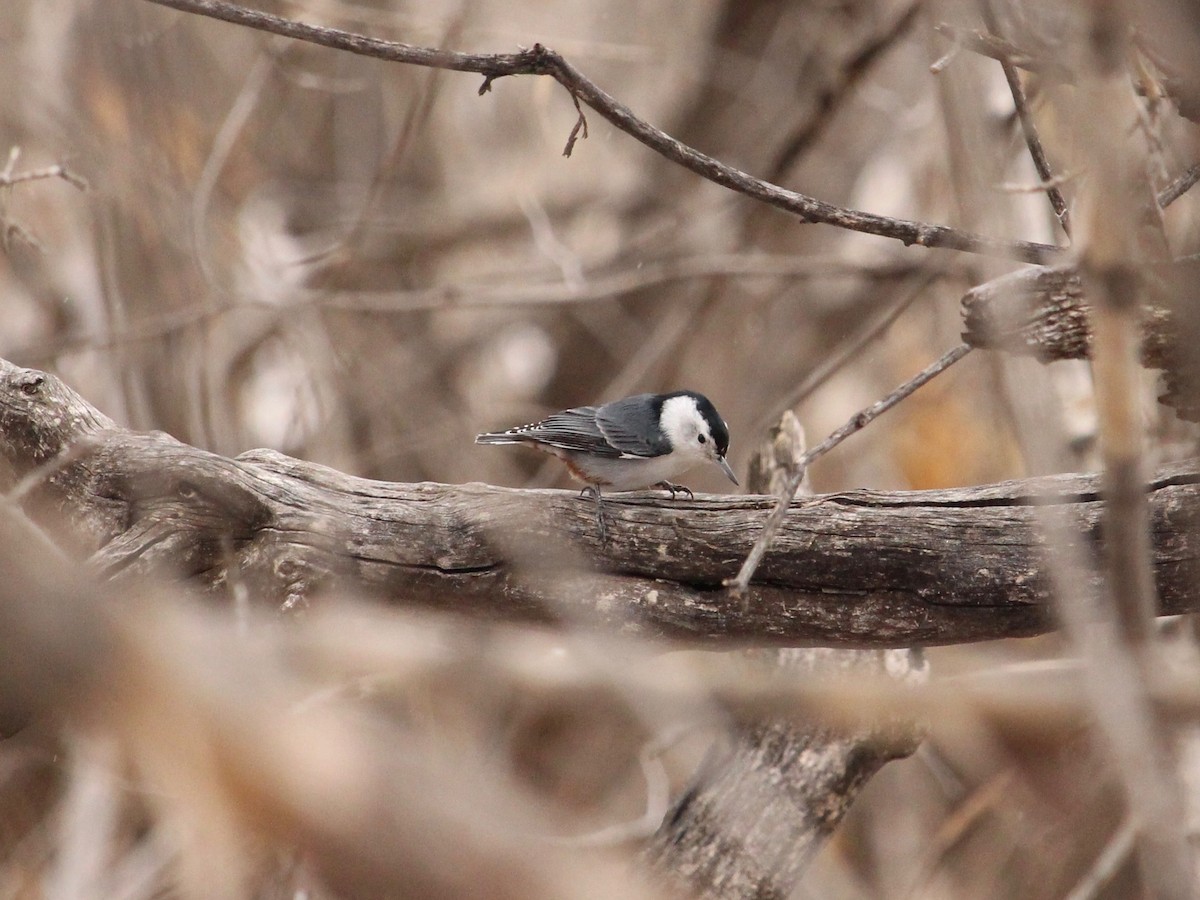 White-breasted Nuthatch - ML193141731
