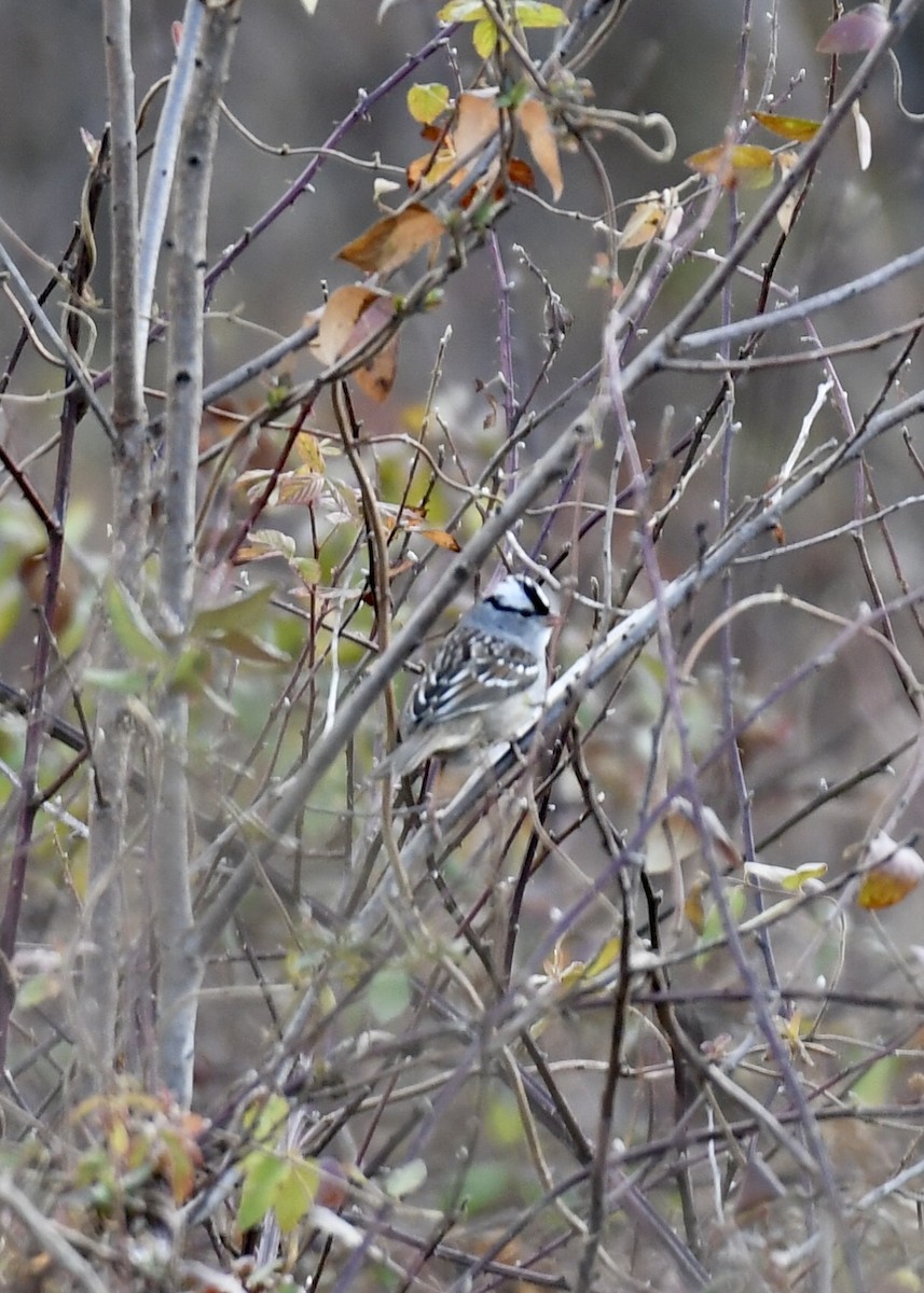 White-crowned Sparrow - Joe Wujcik