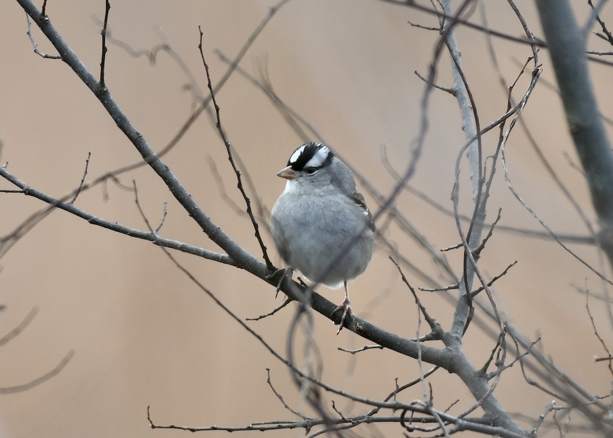 White-crowned Sparrow - Joe Wujcik