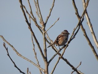 American Tree Sparrow - ML193143901