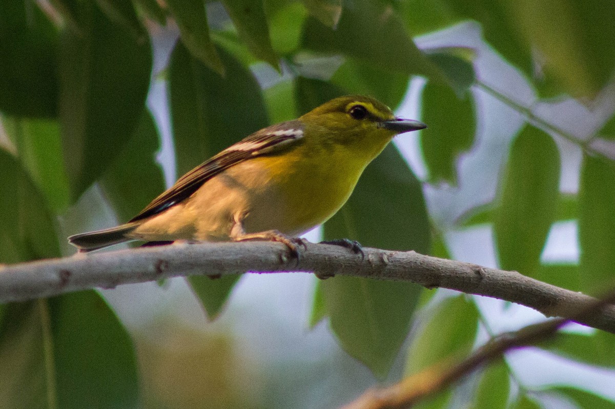 Yellow-throated Vireo - Kike Heredia (Birding Tours)
