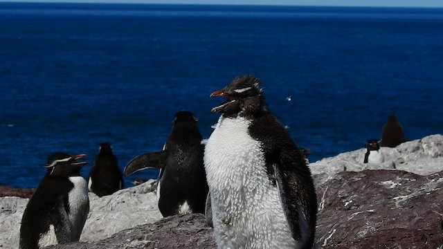 Pingüino Saltarrocas Meridional - ML193147511