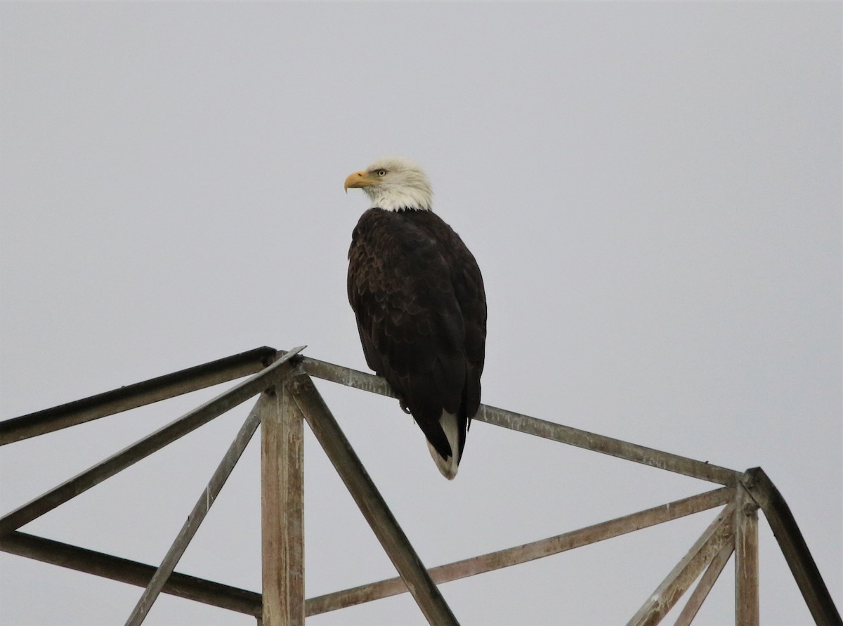 Bald Eagle - ML193148251