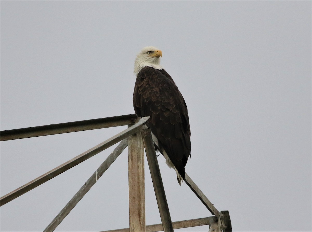 Bald Eagle - ML193148281