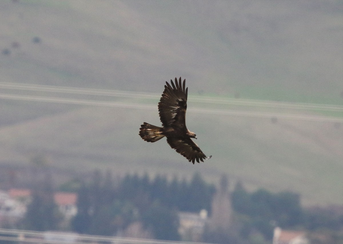 Golden Eagle - Ryan Phillips