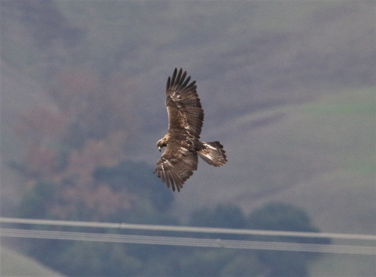 Golden Eagle - Ryan Phillips