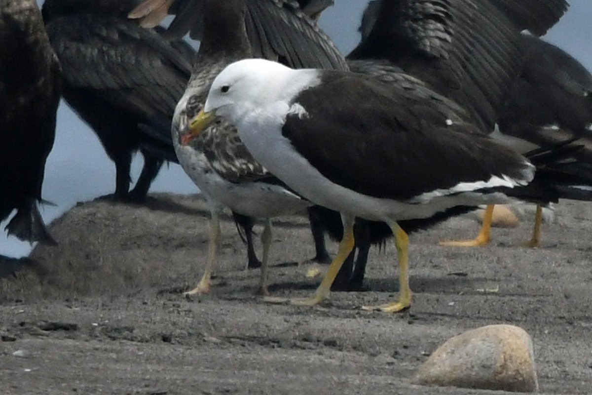 Kelp Gull - Marie O'Neill