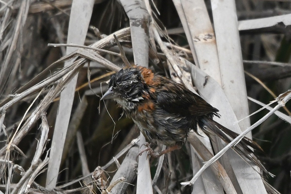 Rufous-collared Sparrow - ML193149971