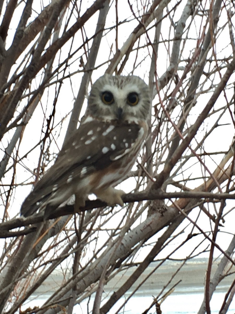 Northern Saw-whet Owl - ML193150671