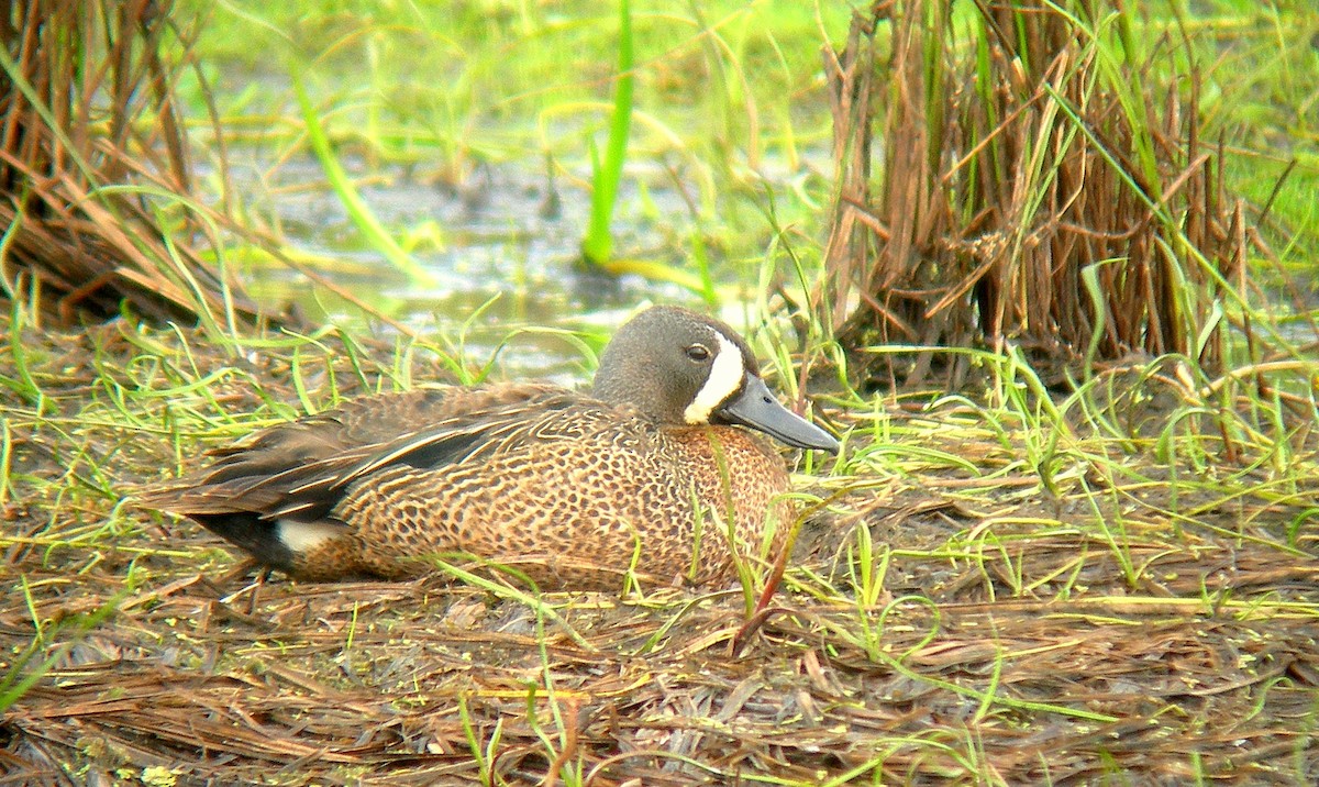 Blue-winged Teal - ML193151111