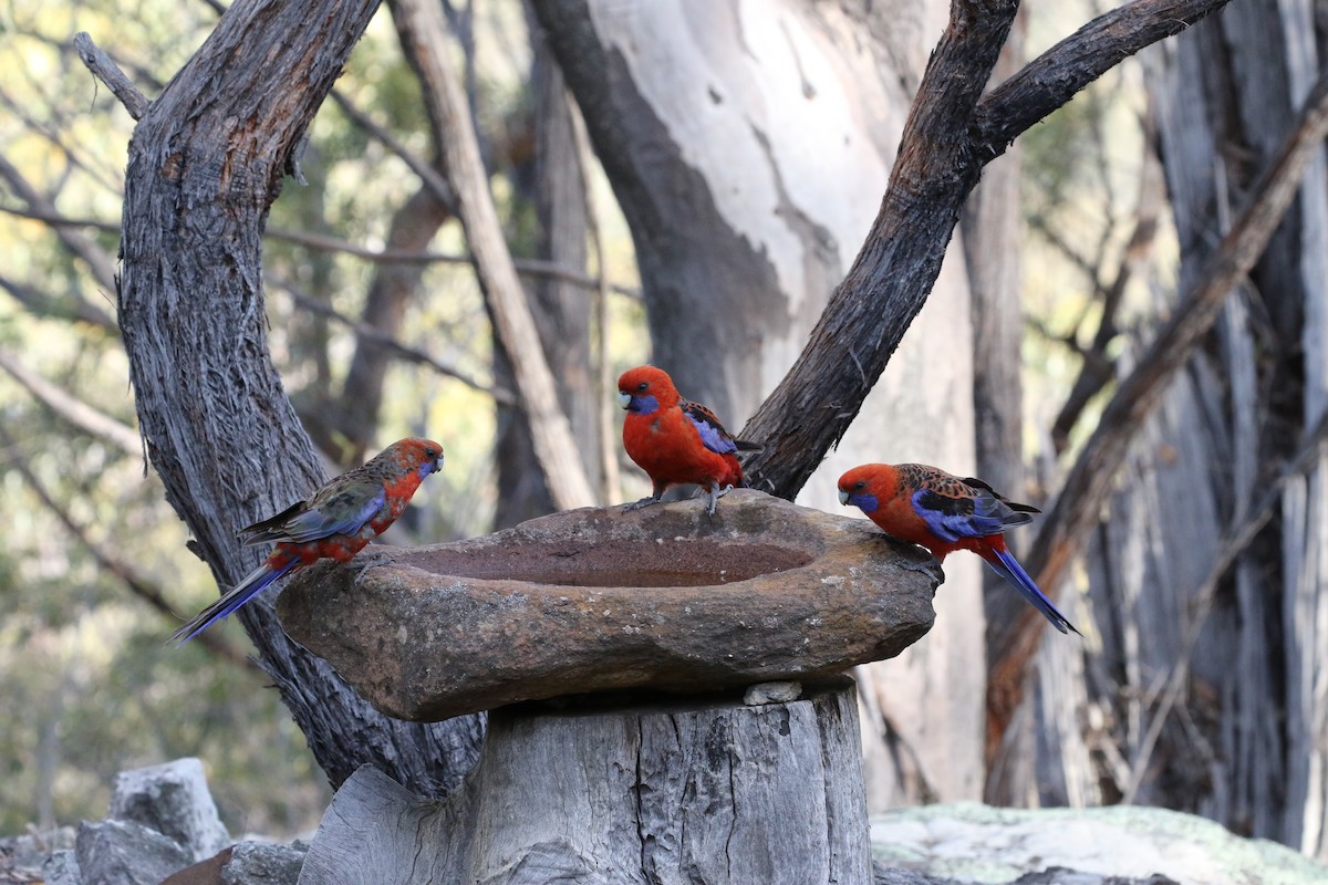 Crimson Rosella - ML193151121