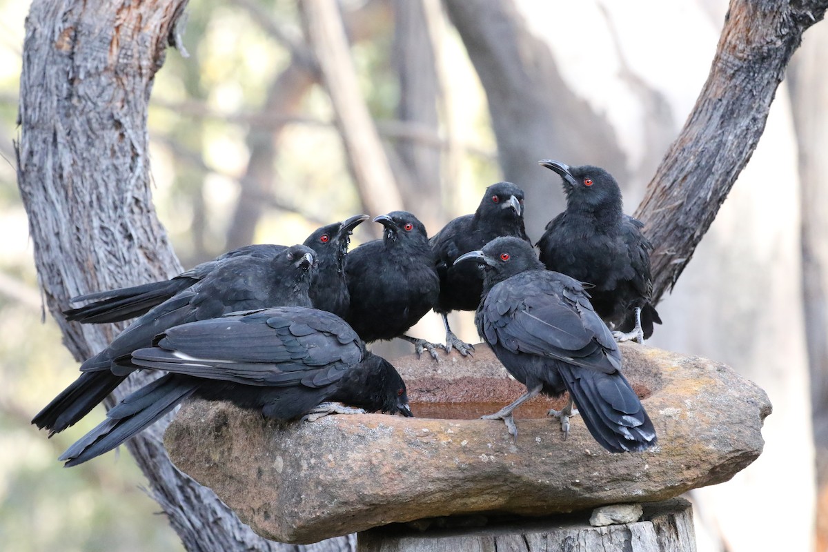 White-winged Chough - ML193152141