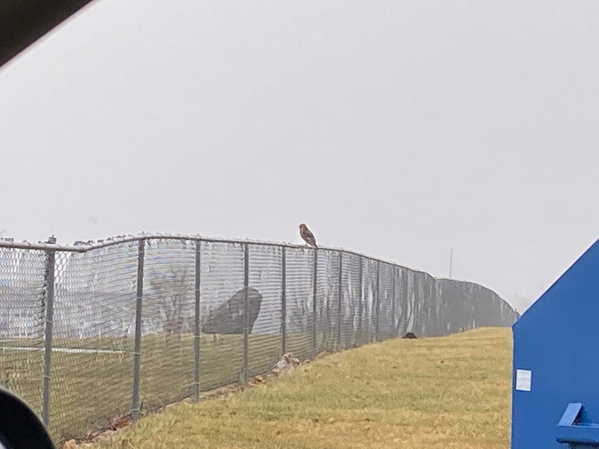 Red-shouldered Hawk - Patty & Kevin 👀👂🏻🦆 McKelvey