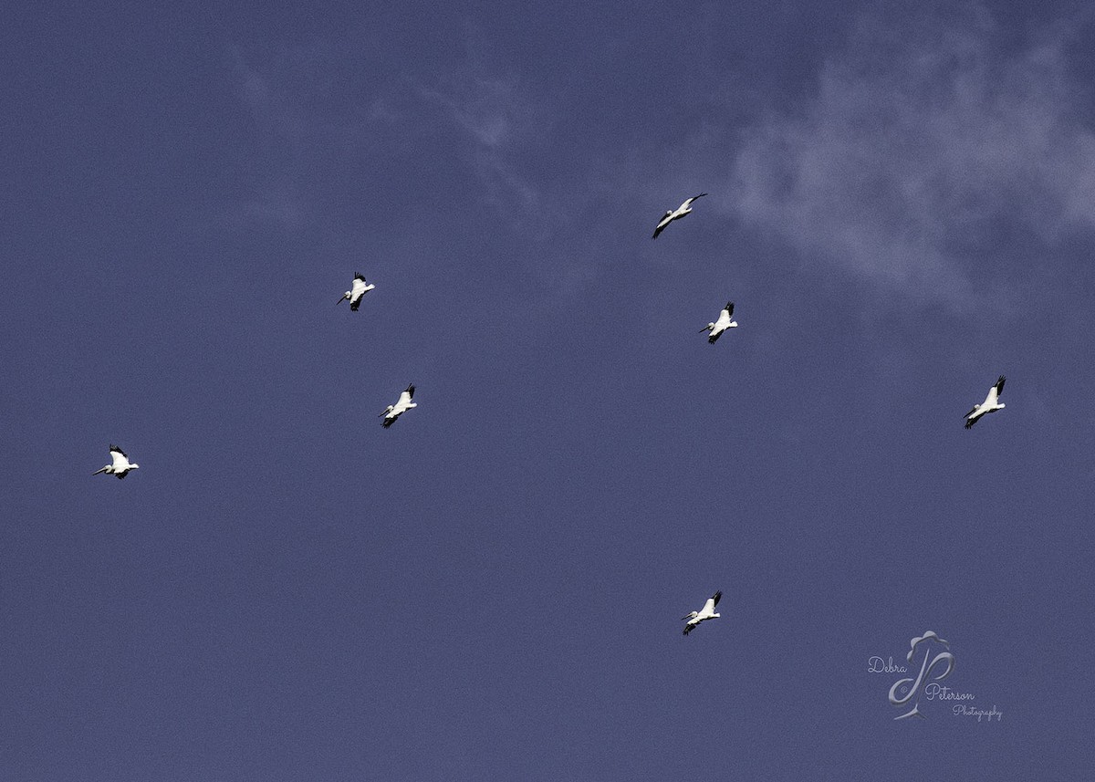 American White Pelican - ML193153681