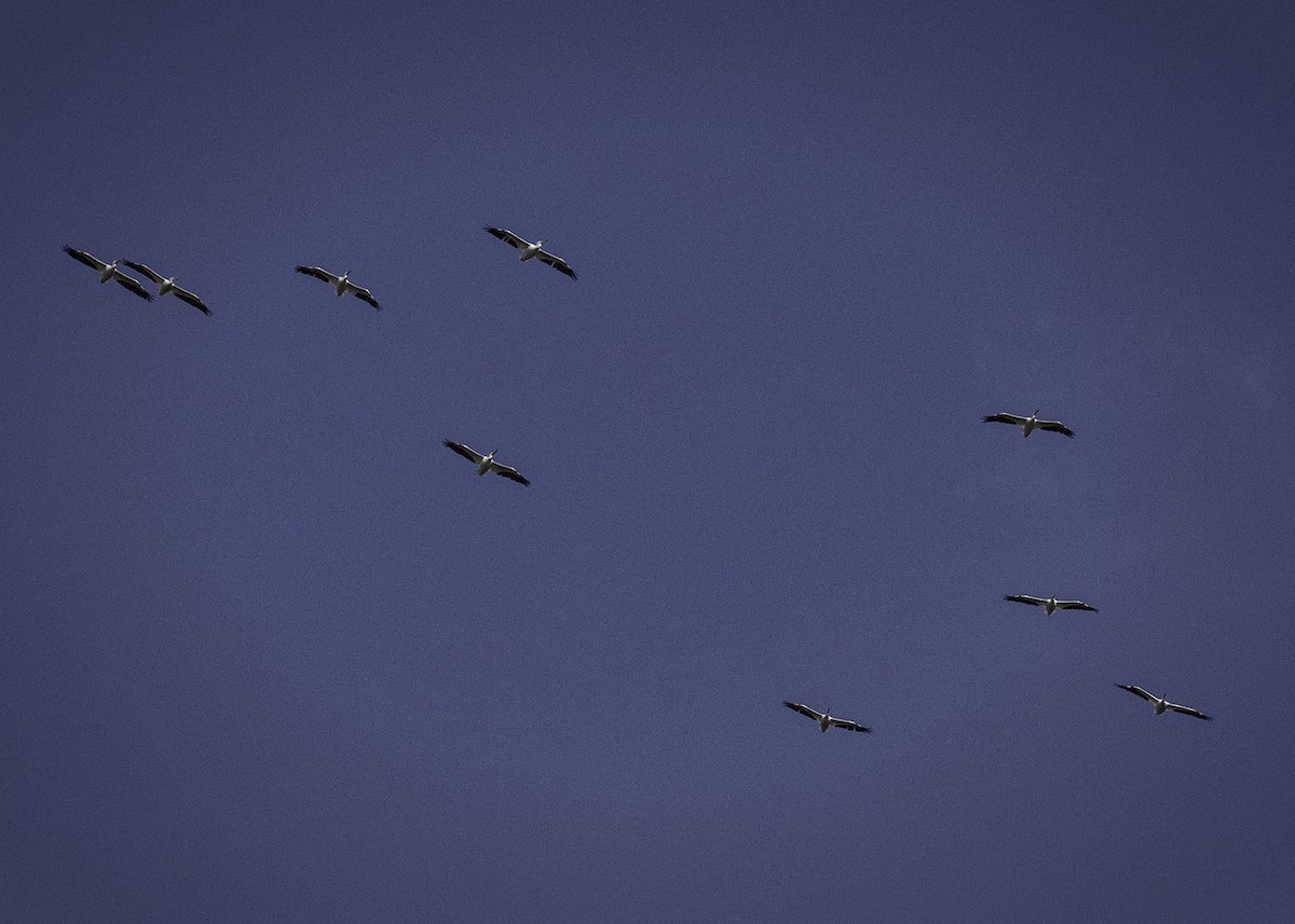 American White Pelican - ML193153701