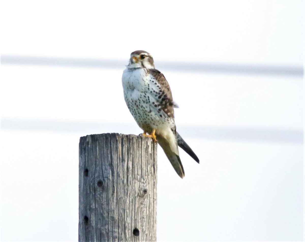 Prairie Falcon - ML193154221