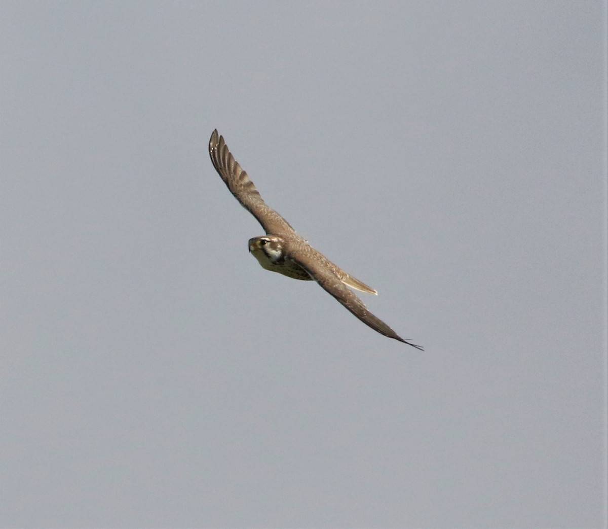 Prairie Falcon - ML193154231