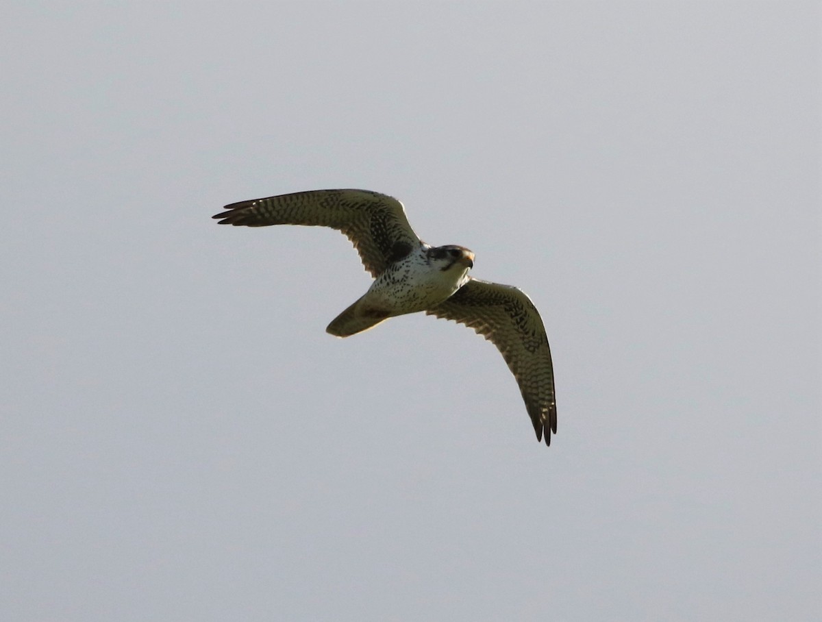 Prairie Falcon - ML193154261