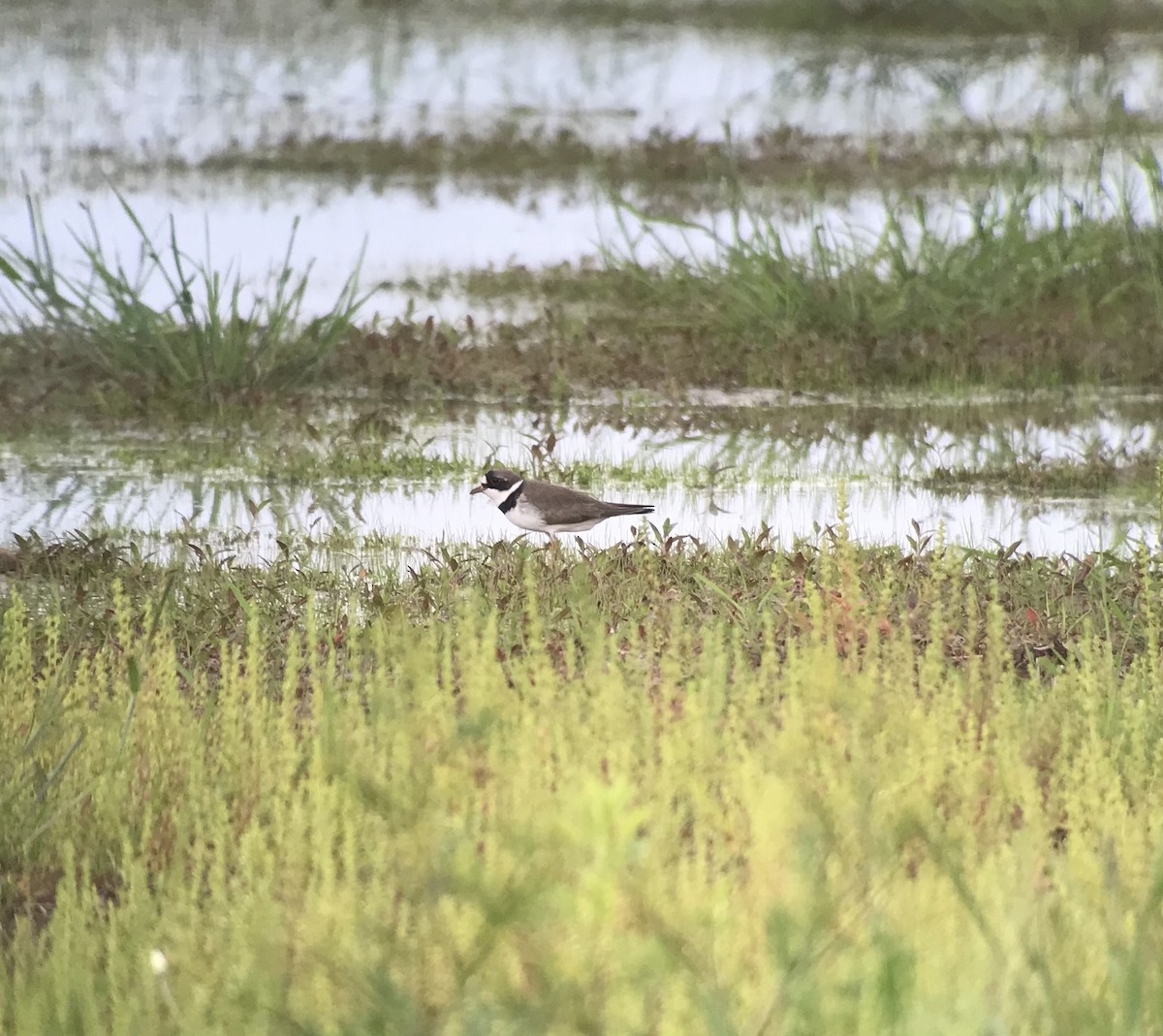 Semipalmated Plover - ML193155871