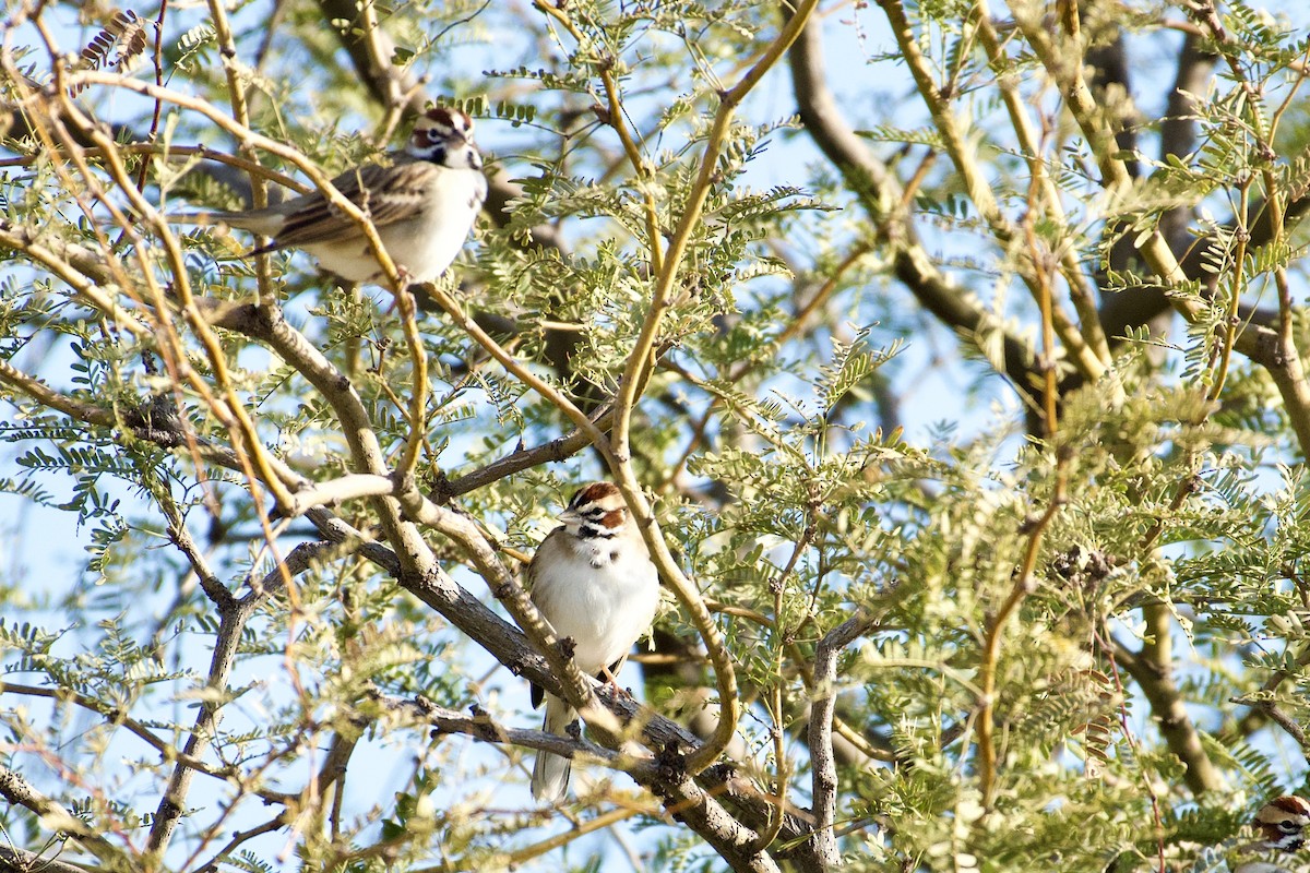 Lark Sparrow - ML193158191