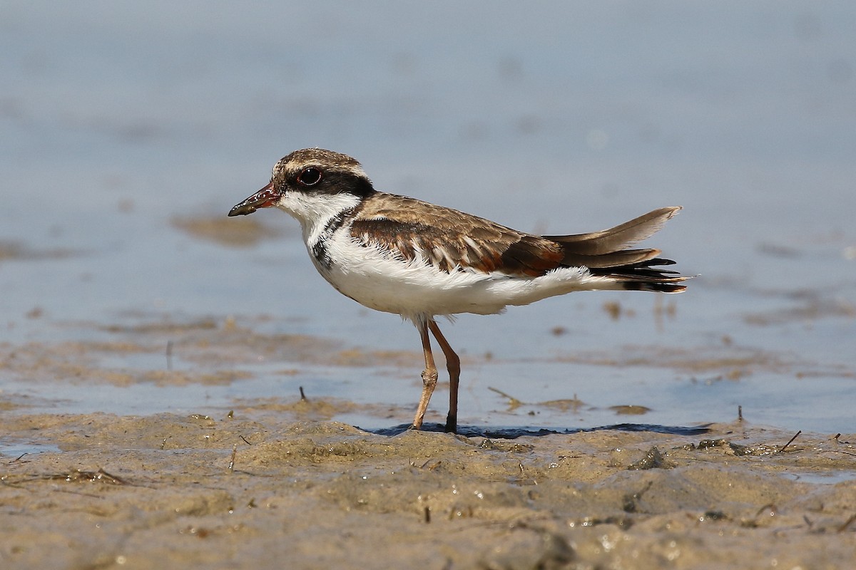 Black-fronted Dotterel - ML193159071