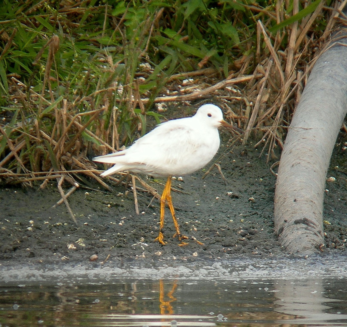 小黃腳鷸 - ML193160601