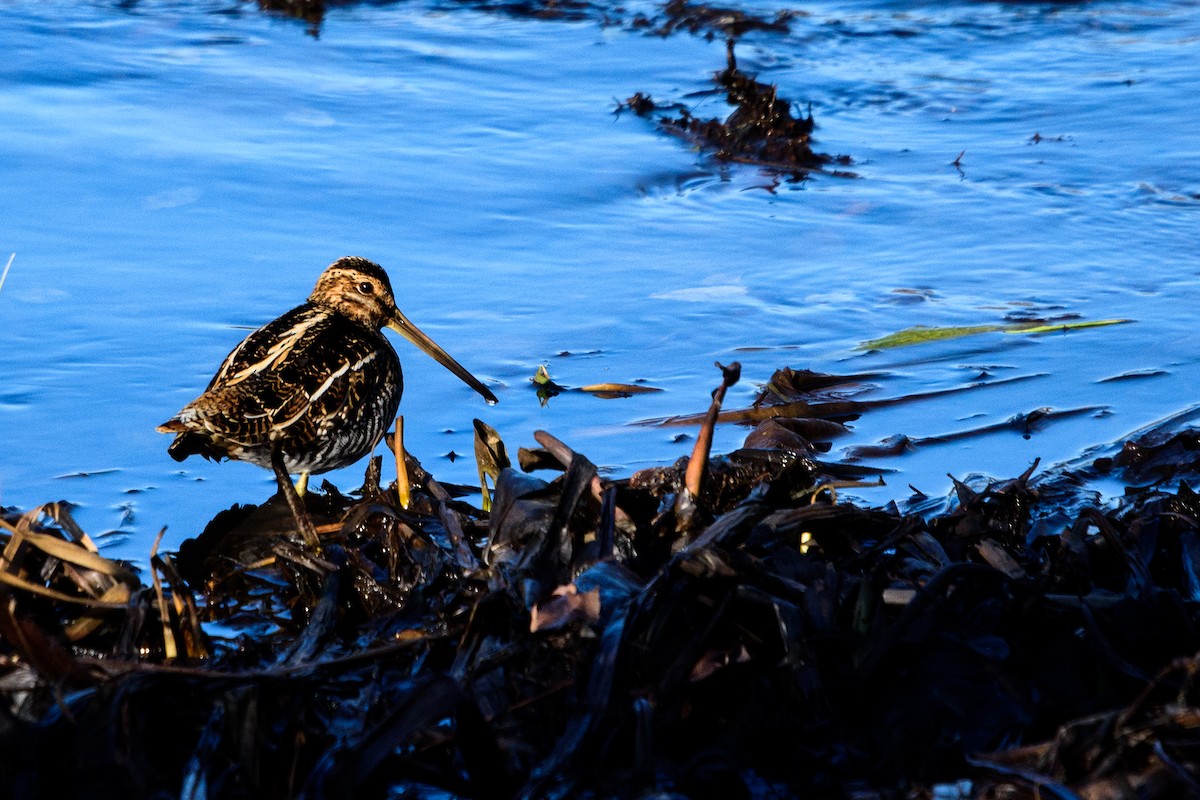 Wilson's Snipe - ML193160861