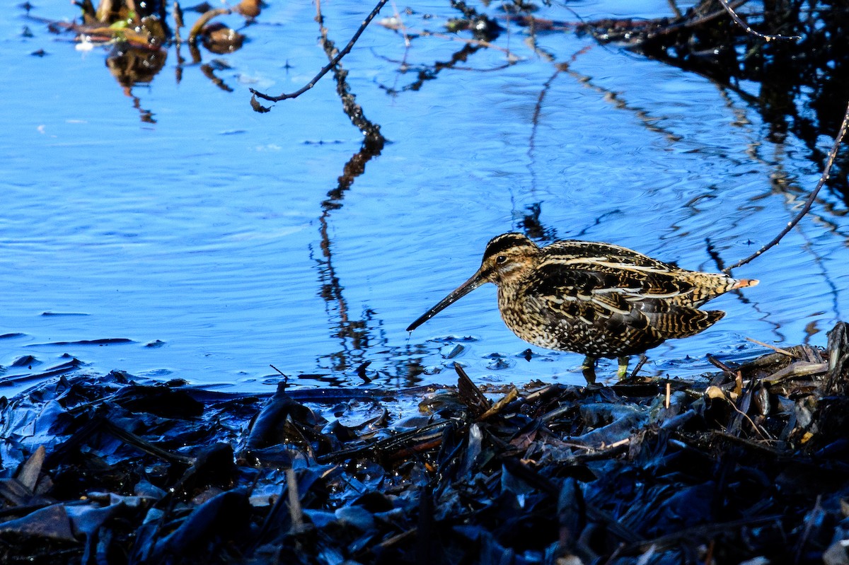 Wilson's Snipe - ML193160991