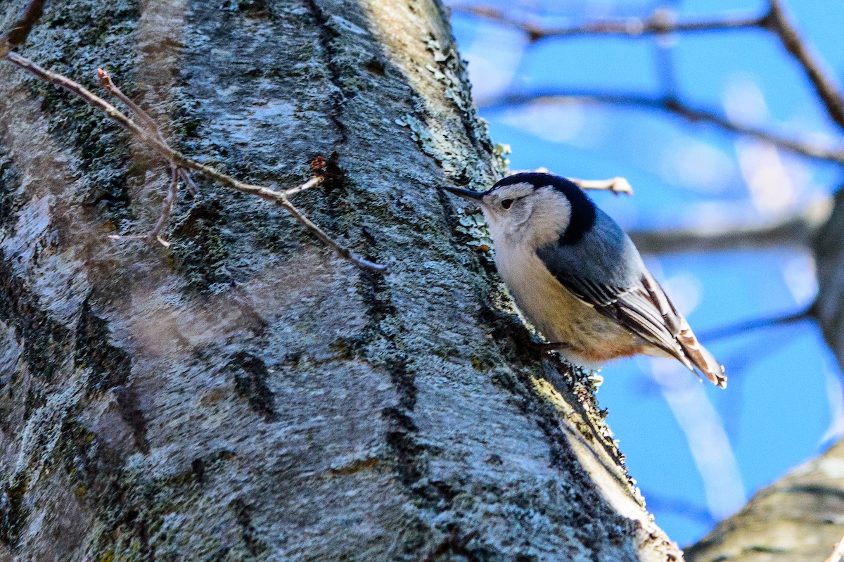 White-breasted Nuthatch - Marwin Pongprayoon