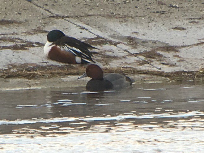 Fuligule à tête rouge - ML193166251