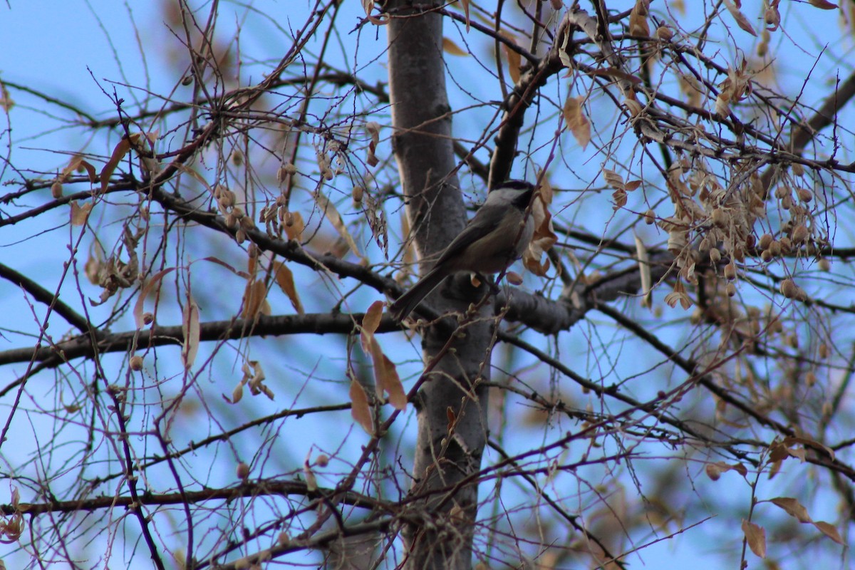 Mountain Chickadee - David Lerwill