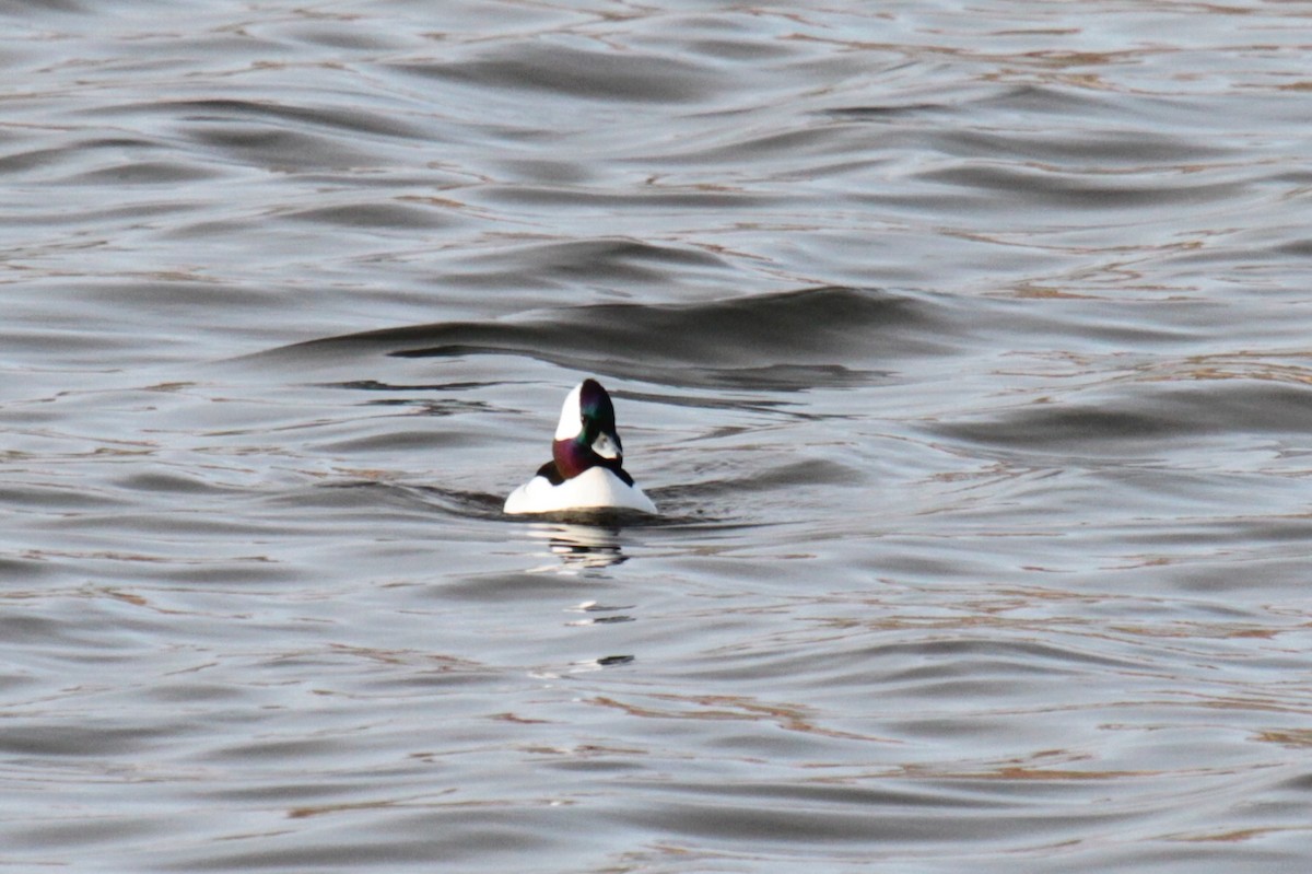 Bufflehead - ML193167611