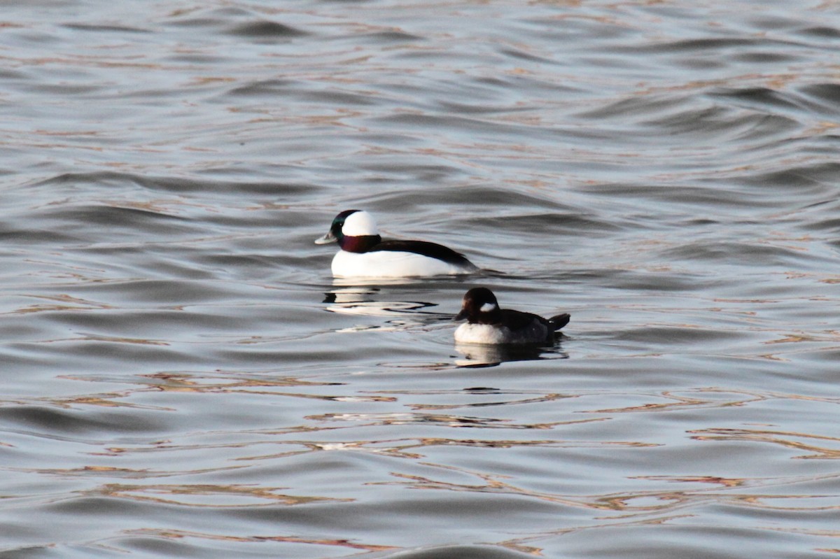 Bufflehead - ML193167641