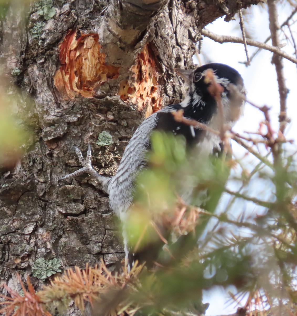 American Three-toed Woodpecker - Cody Ensanian