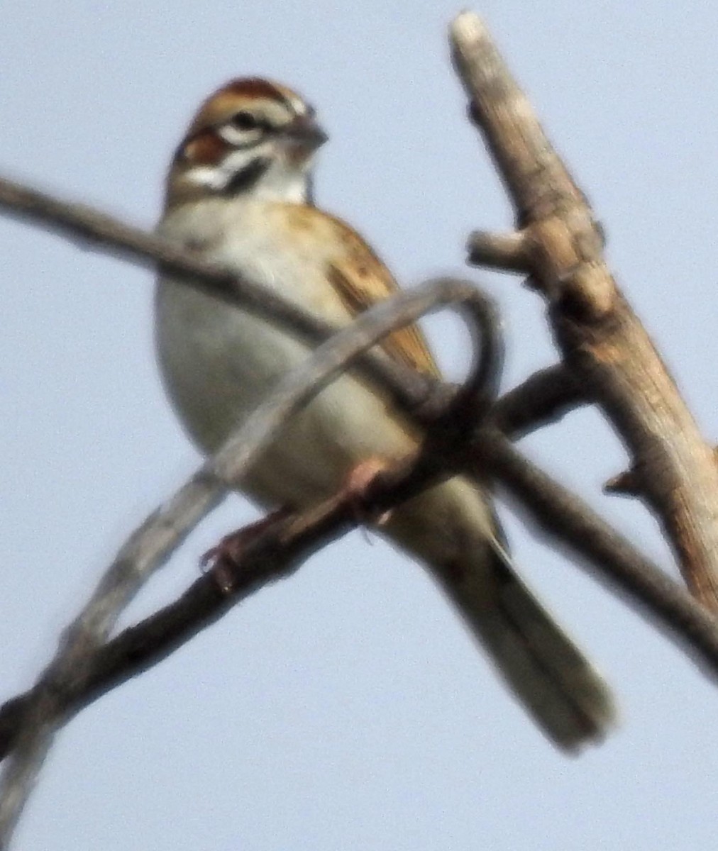 Lark Sparrow - ML193170941