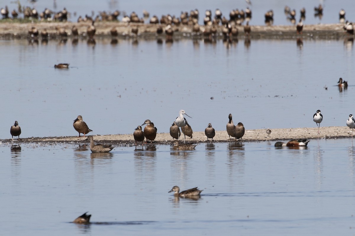 Avoceta Americana - ML193171711