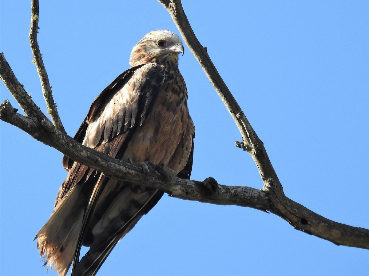 Square-tailed Kite - ML193171731