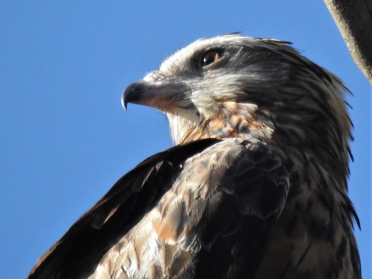 Square-tailed Kite - ML193171741