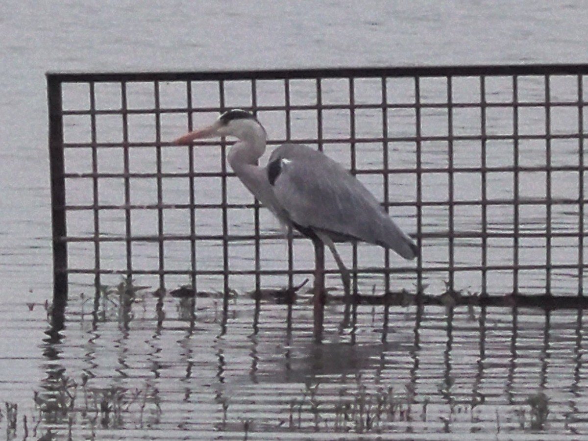 Gray Heron - ML193172411