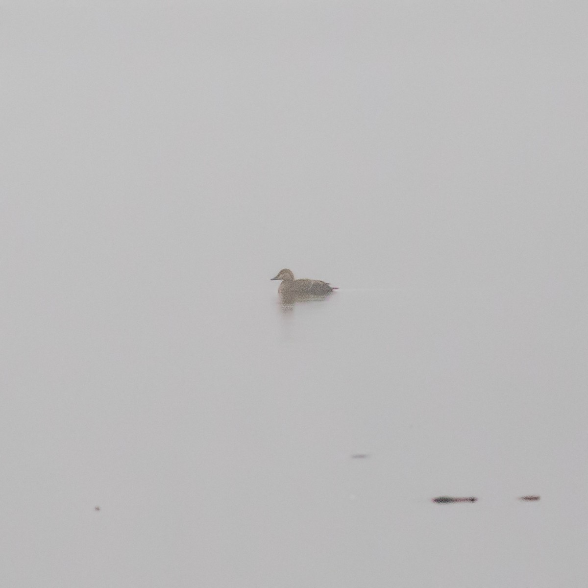 Eider à tête grise - ML193172671