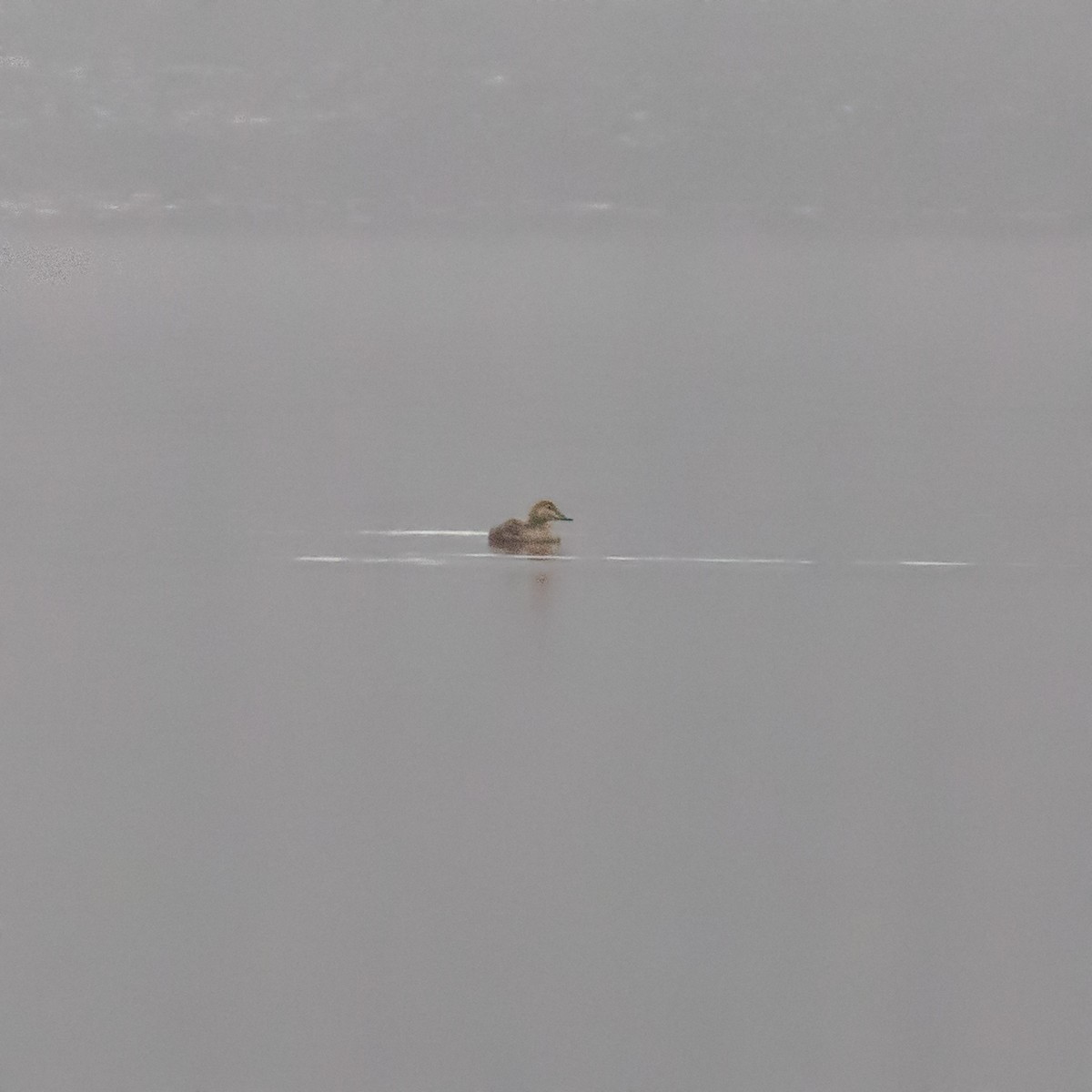 Eider à tête grise - ML193172691