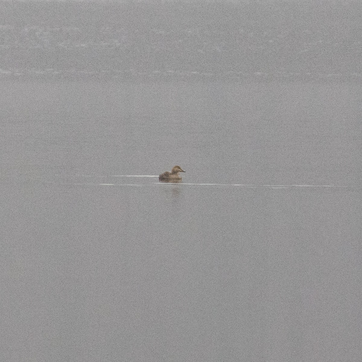 Eider à tête grise - ML193172701