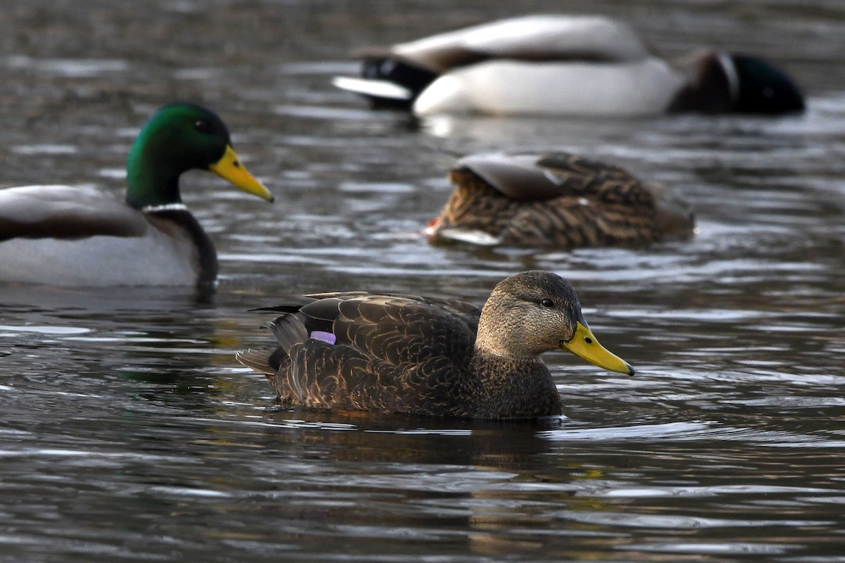 American Black Duck - Brian McGee