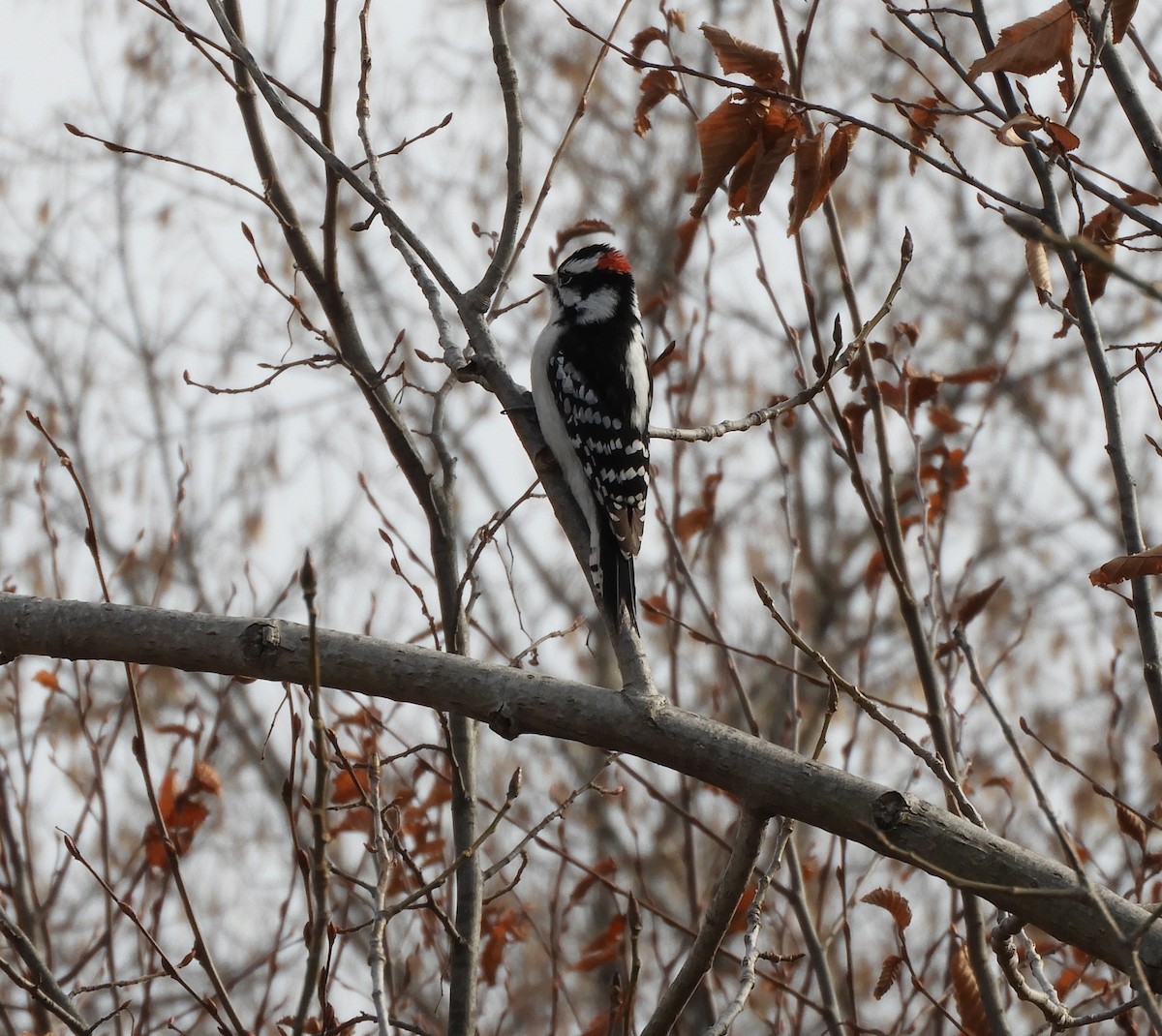 Downy Woodpecker - ML193173481
