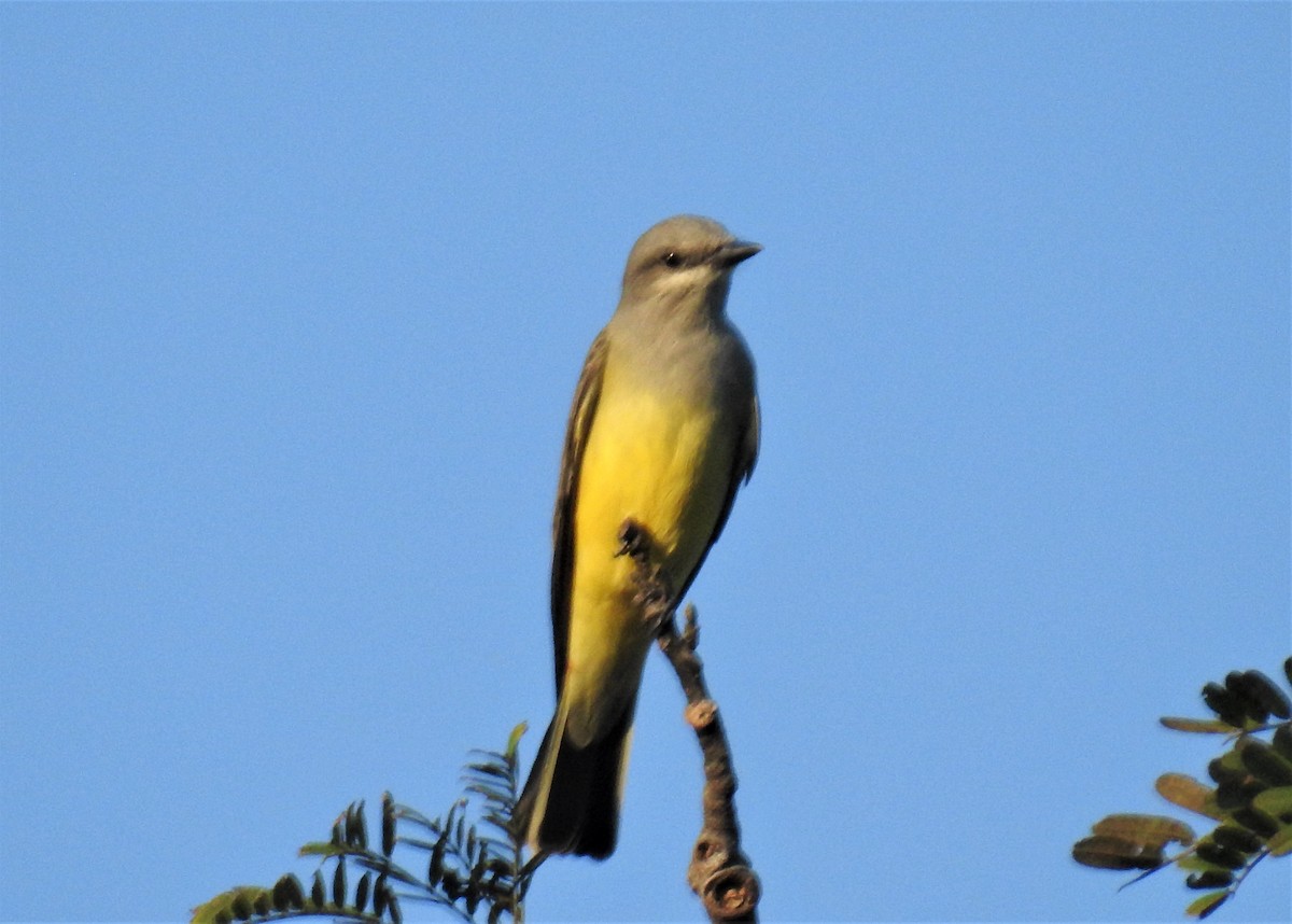 Western Kingbird - Heidi Pasch de Viteri