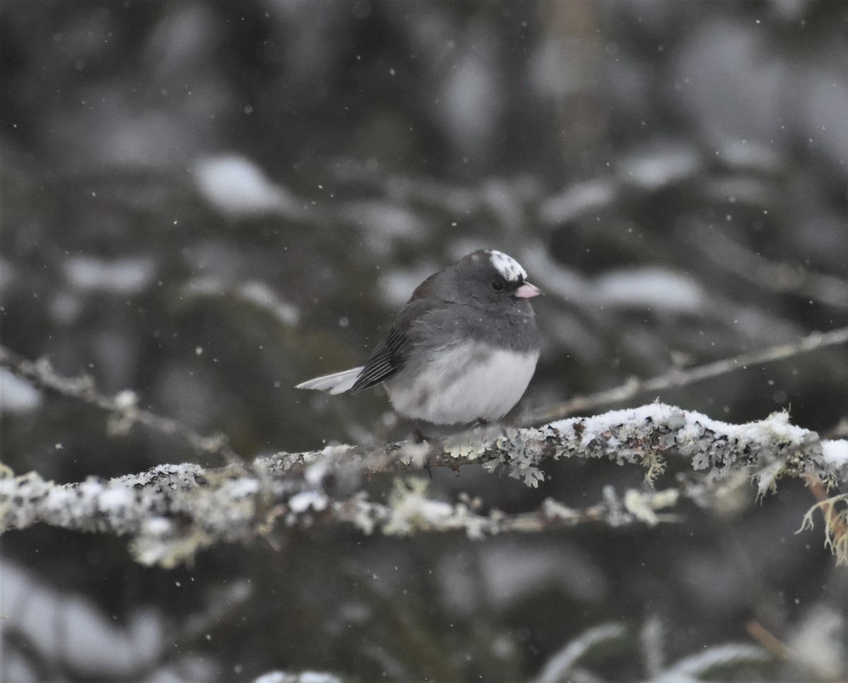 Junco Ojioscuro - ML193174941