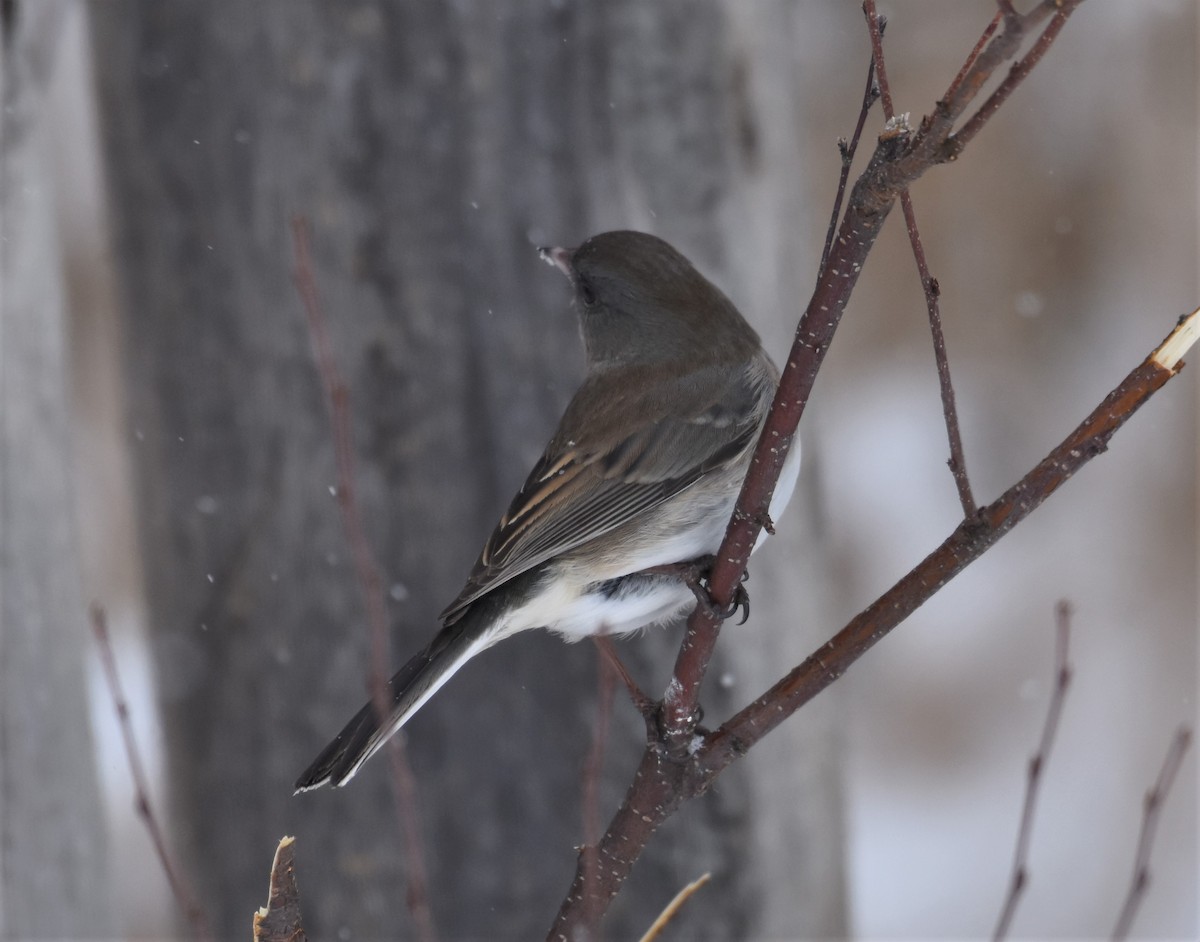 Dark-eyed Junco - ML193174961