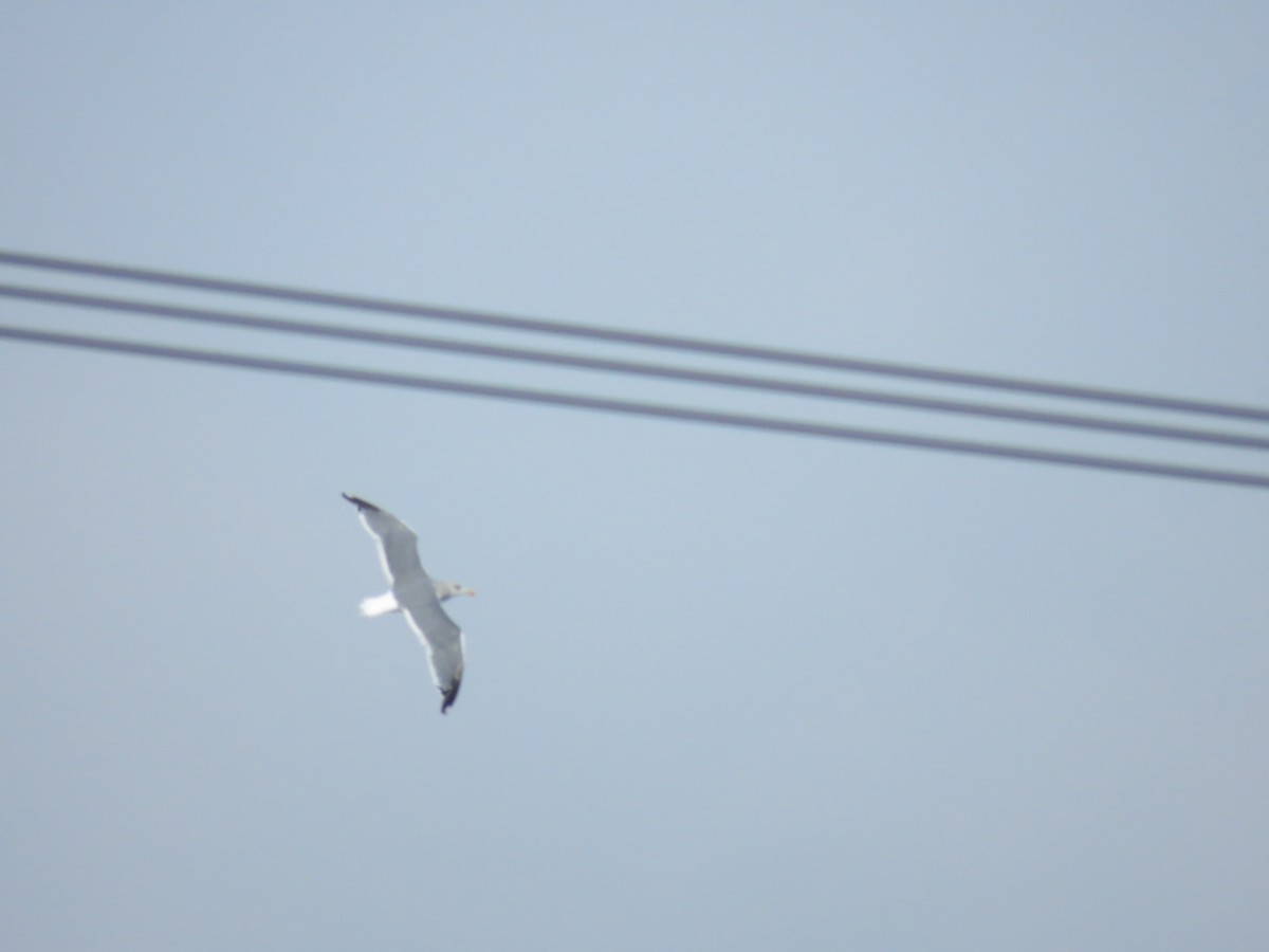 Herring Gull - 志民 蘇