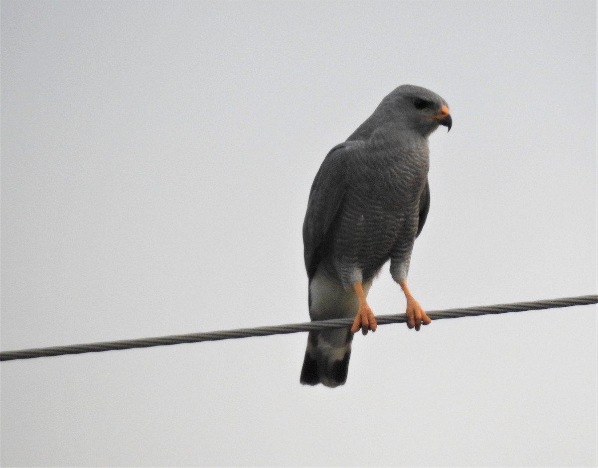 Gray Hawk - ML193176081