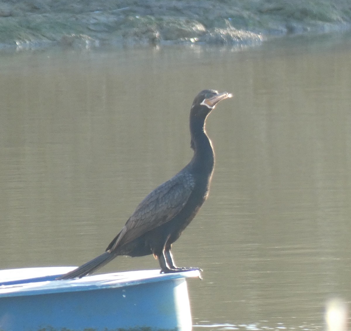 Neotropic Cormorant - ML193177291